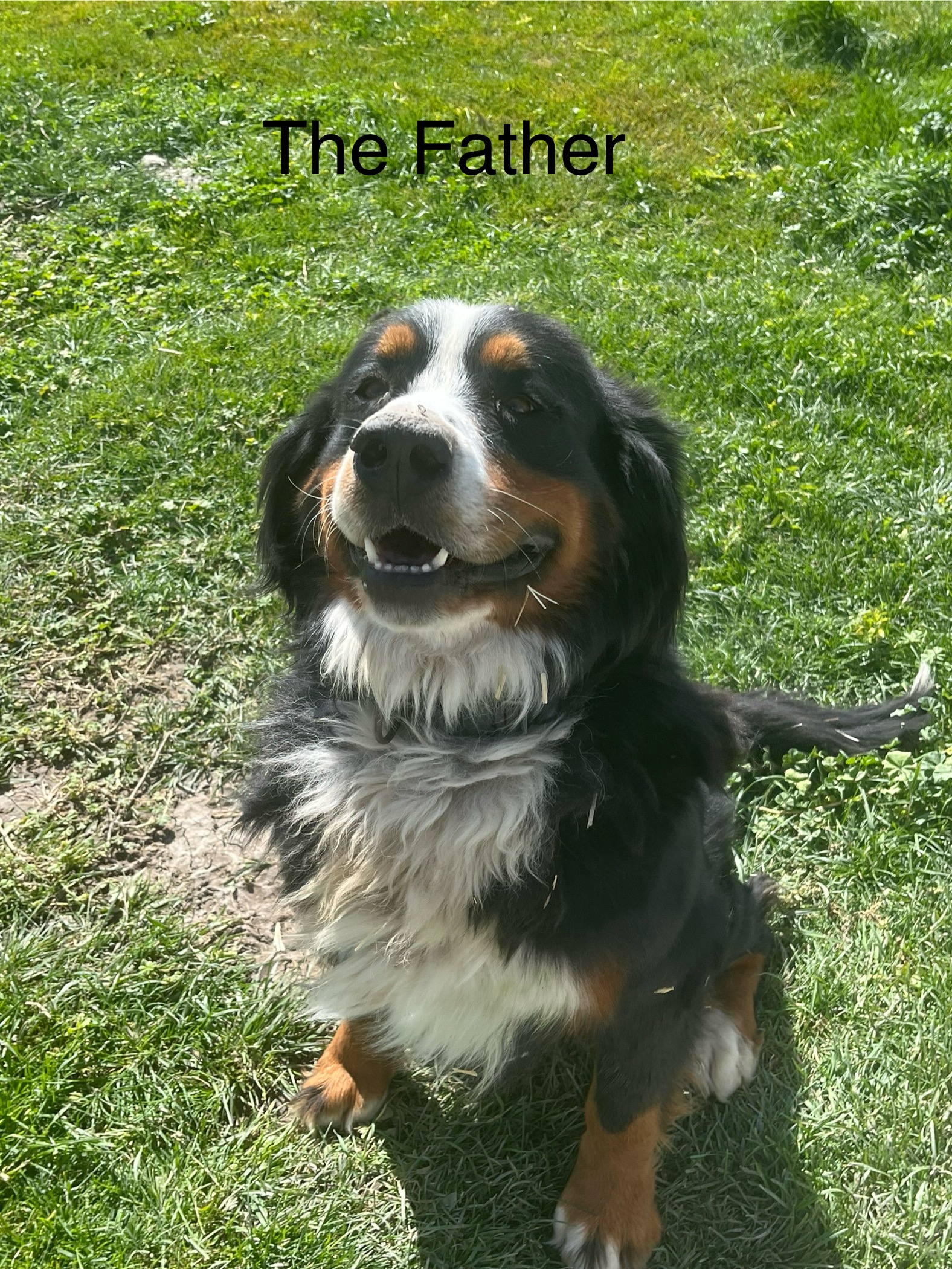 Bentley - Bernese Mountain Dog
