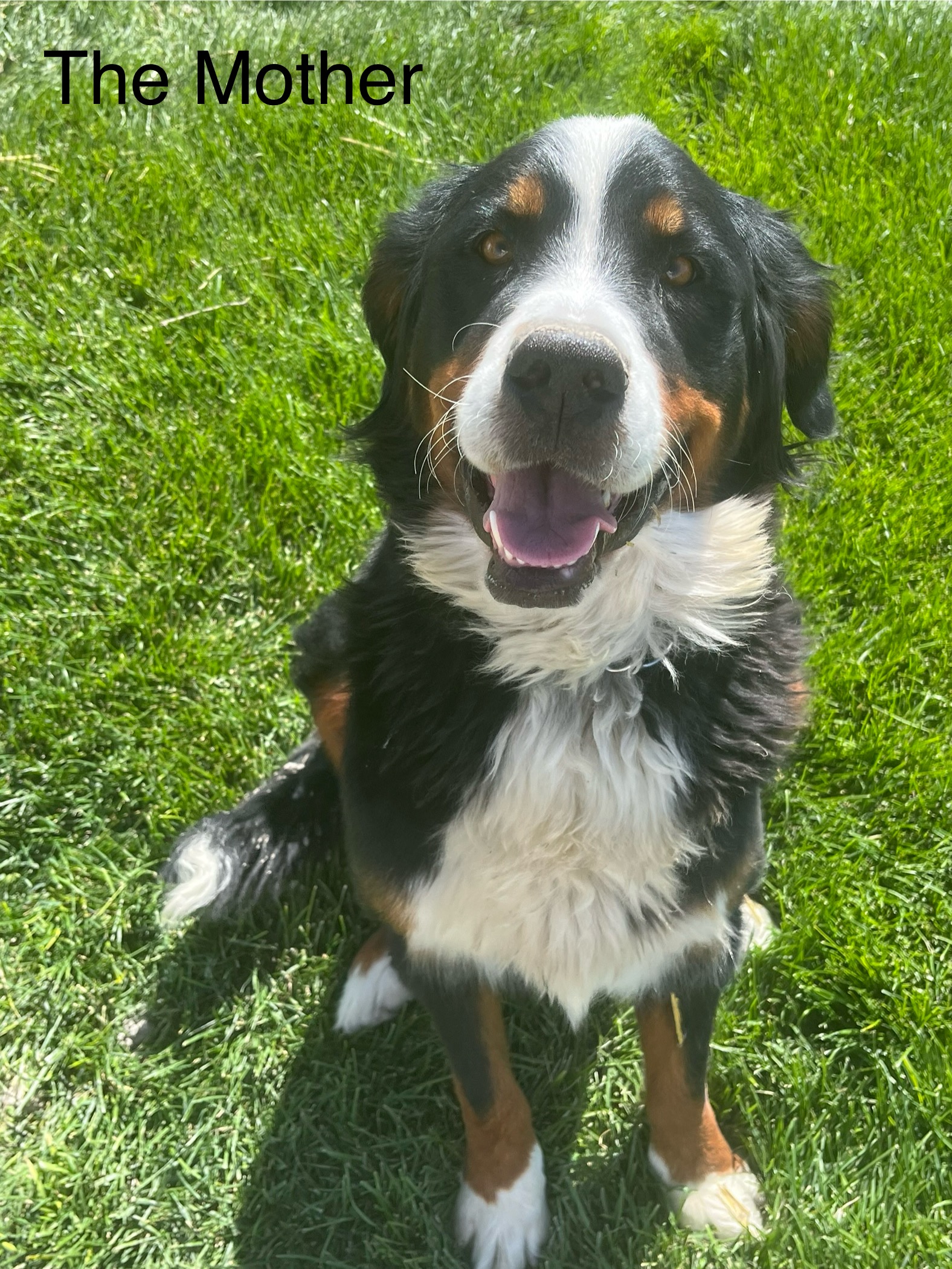 Daisy - Bernese Mountain Dog