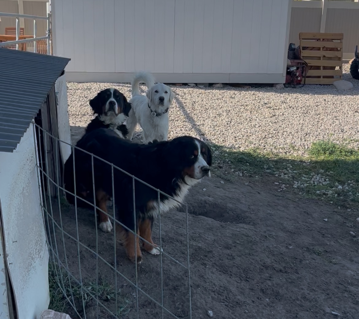 Three farm dogs sitting together